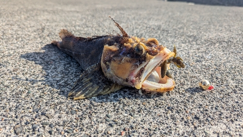 トウベツカジカの釣果