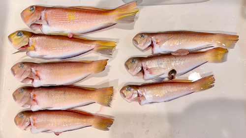 シロアマダイの釣果