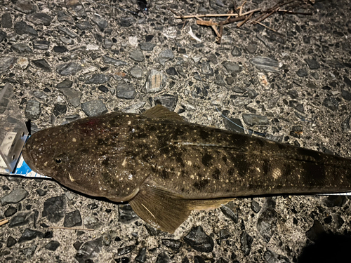 マゴチの釣果