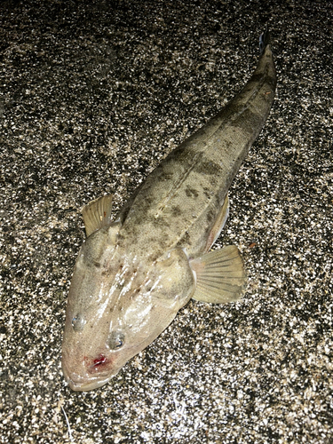 マゴチの釣果