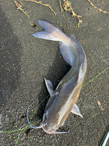 アメリカナマズの釣果