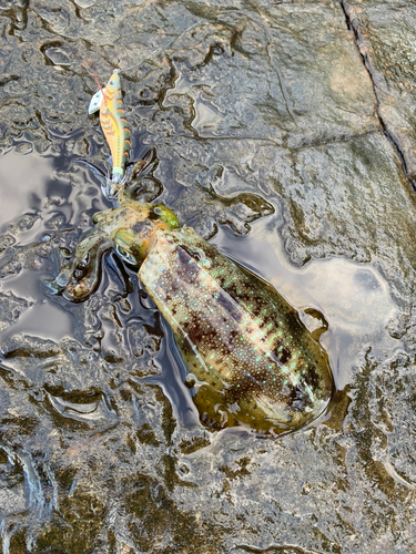 アオリイカの釣果