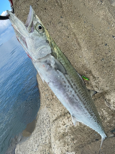 サゴシの釣果