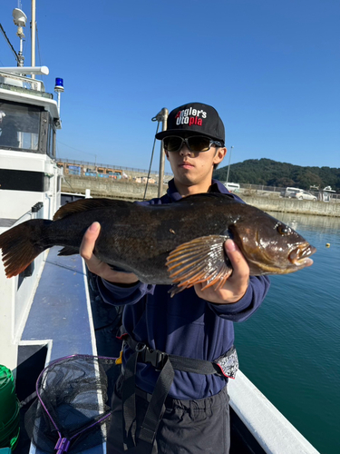 アイナメの釣果