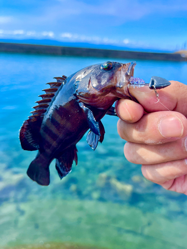 ヤミハタの釣果