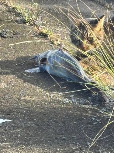 アメリカナマズの釣果