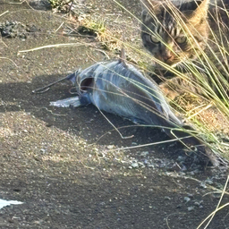 アメリカナマズ