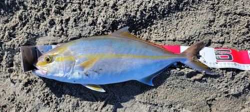 ショゴの釣果