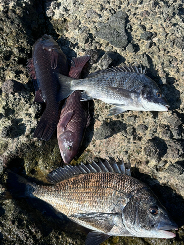 クロダイの釣果