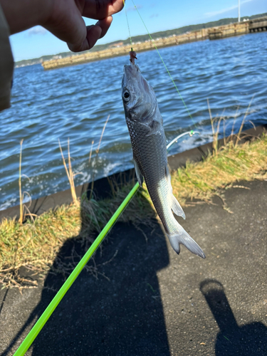 ニゴイの釣果