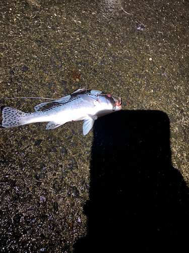 コショウダイの釣果