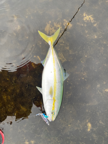 イナダの釣果