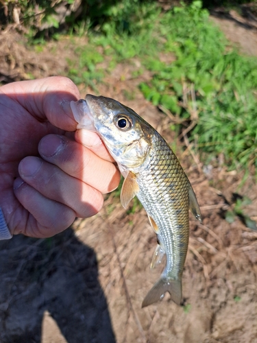 ニゴイの釣果