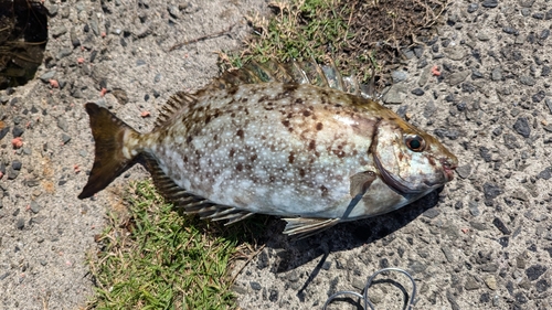 バリの釣果