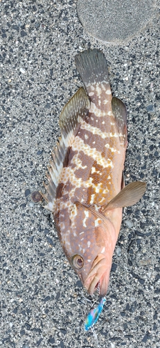 アコウの釣果