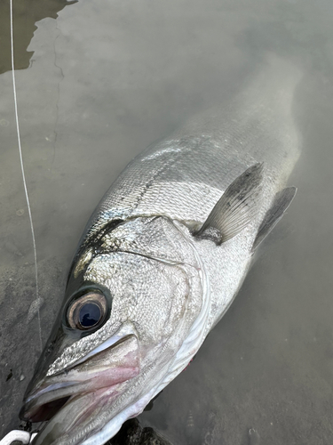 ヒラスズキの釣果