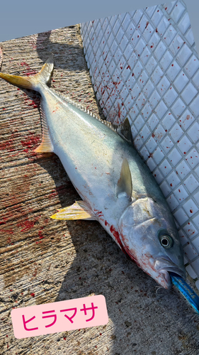 ヒラマサの釣果