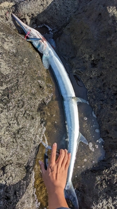 ダツの釣果