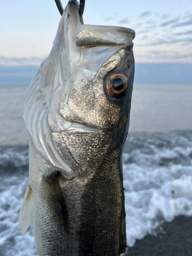 スズキの釣果