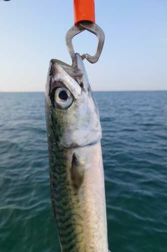 サバの釣果