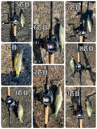 ブラックバスの釣果