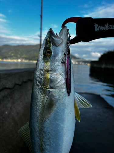 ヤズの釣果