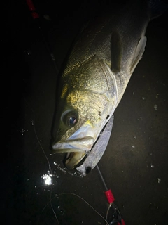 スズキの釣果