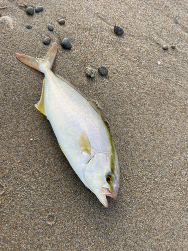 ショゴの釣果