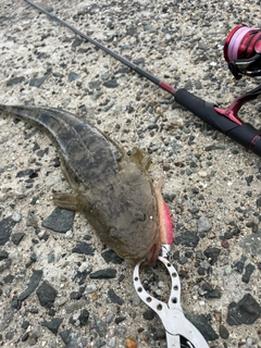 マゴチの釣果