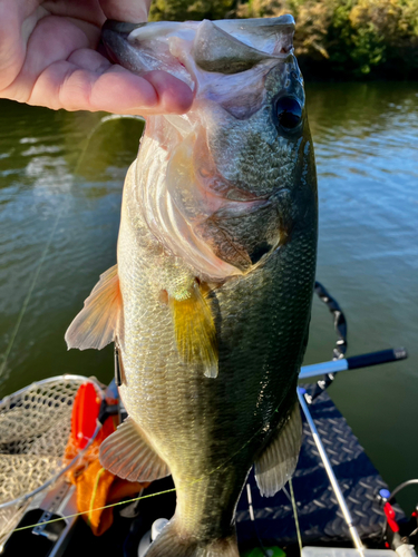 ラージマウスバスの釣果