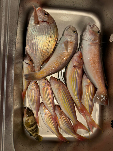 シロアマダイの釣果