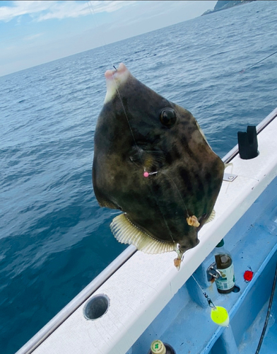 カワハギの釣果