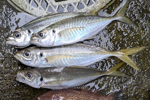 アジの釣果