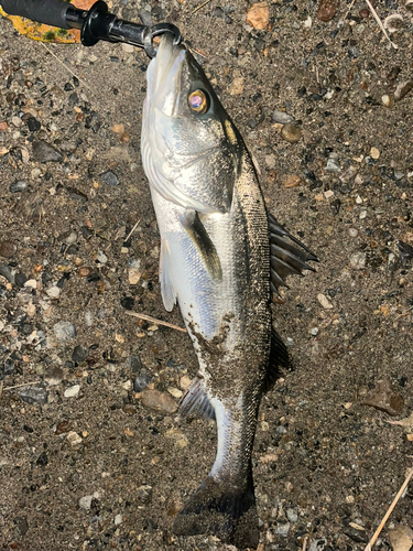 スズキの釣果