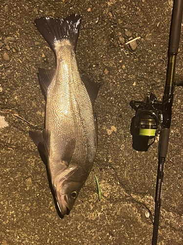 ヒラスズキの釣果