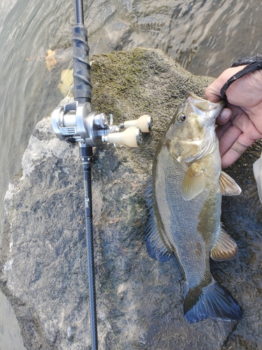 スモールマウスバスの釣果