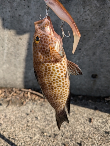 オオモンハタの釣果