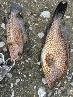 オオモンハタの釣果