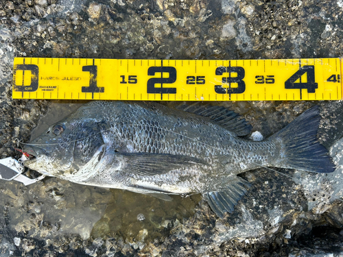 クロダイの釣果