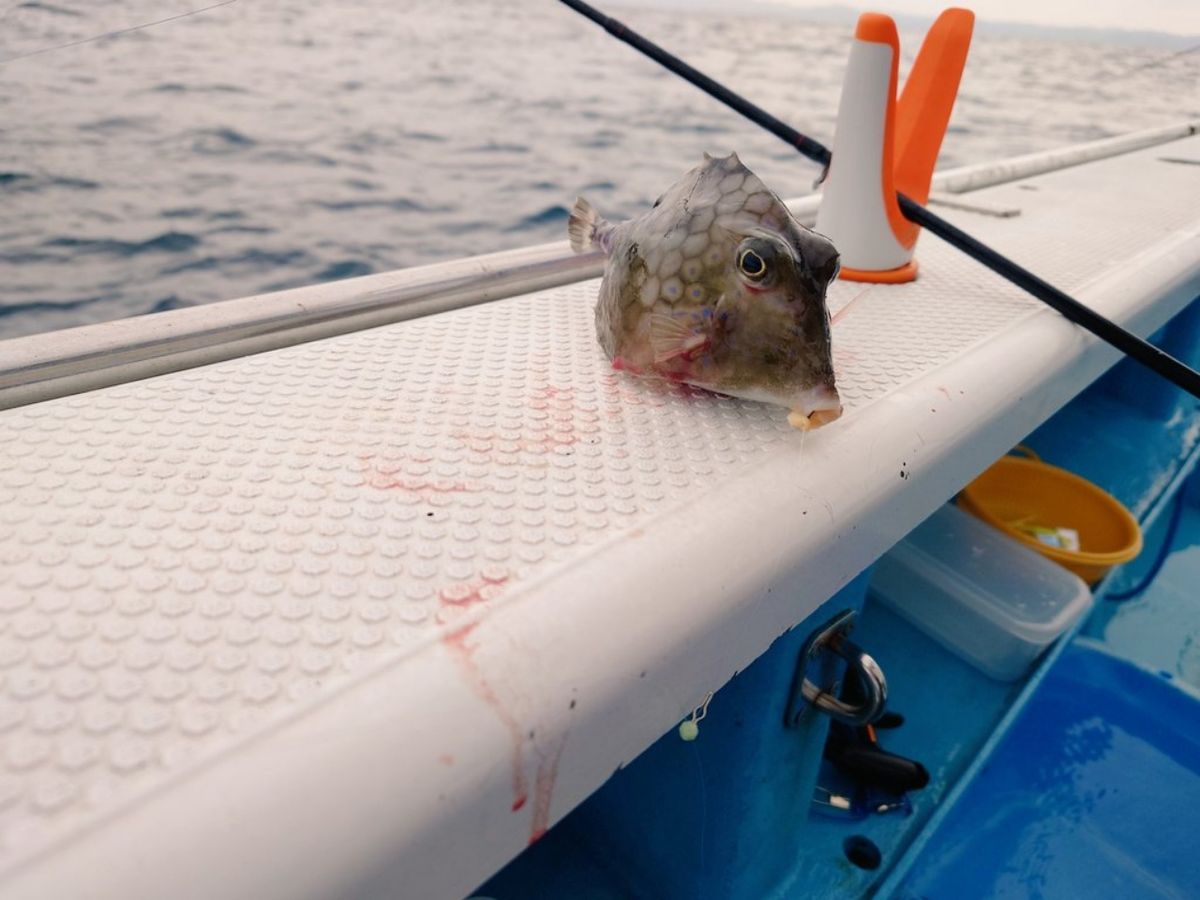 はくさい🎣🐟さんの釣果 2枚目の画像