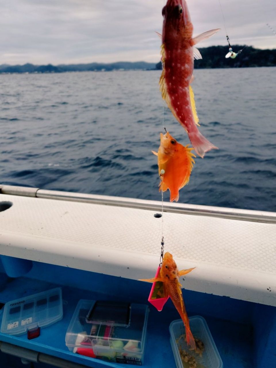 はくさい🎣🐟さんの釣果 3枚目の画像