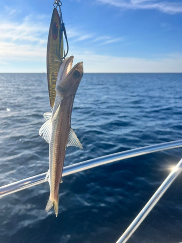 エソの釣果