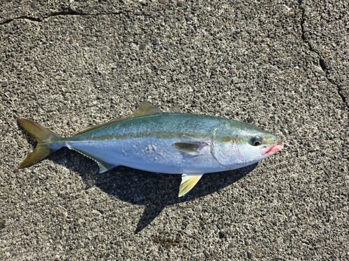 ハマチの釣果