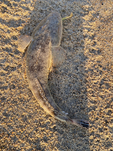 マゴチの釣果