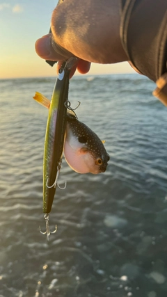 釣果