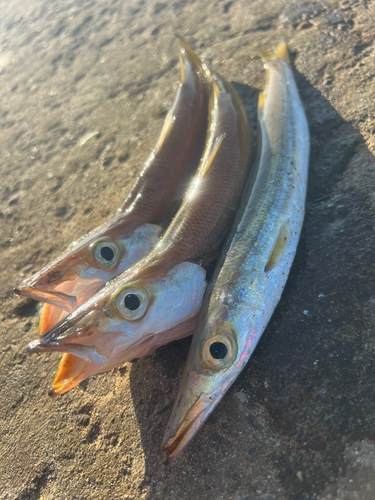 カマスの釣果