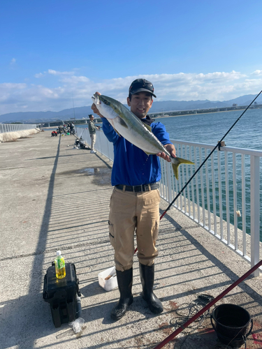 メジロの釣果