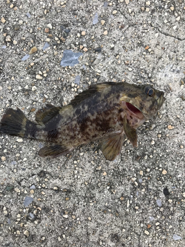 タケノコメバルの釣果