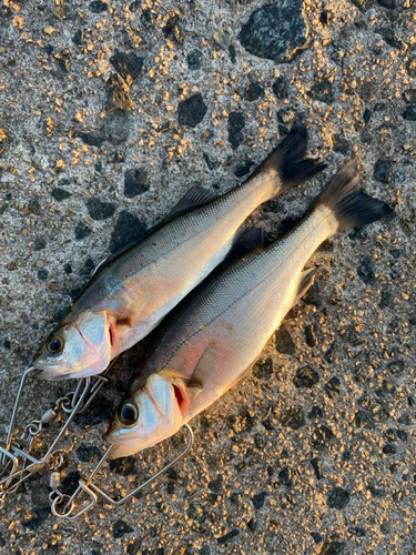 セイゴ（マルスズキ）の釣果