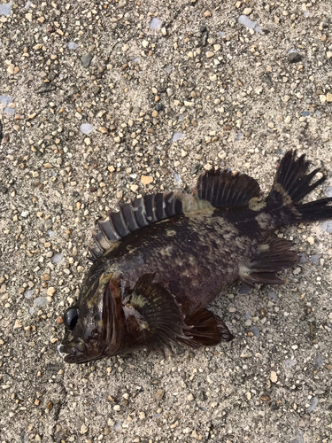 タケノコメバルの釣果